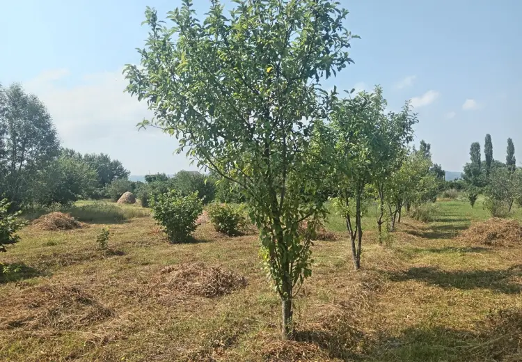 36 sot Torpaq Satılır, Qəbələ