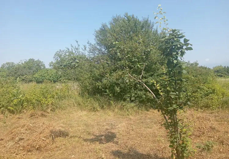 36 sot Torpaq Satılır, Qəbələ