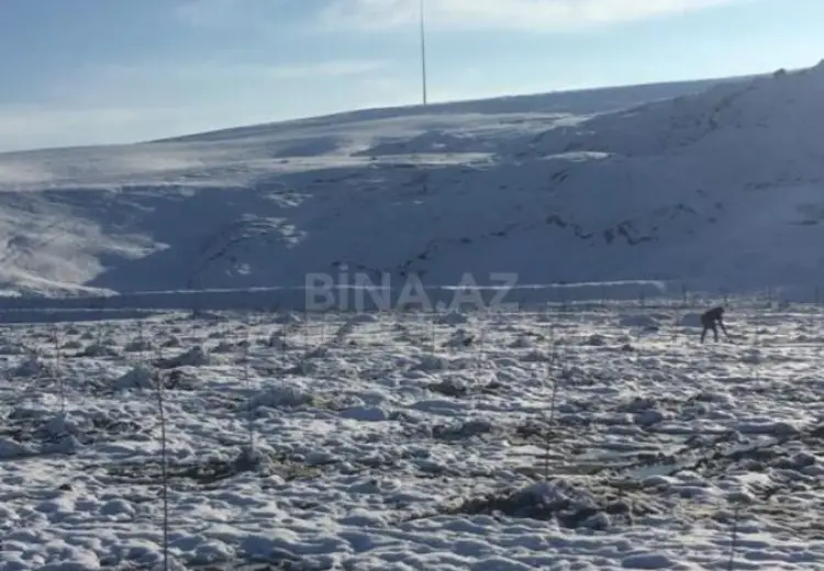 320 sot Torpaq Satılır, Şamaxı