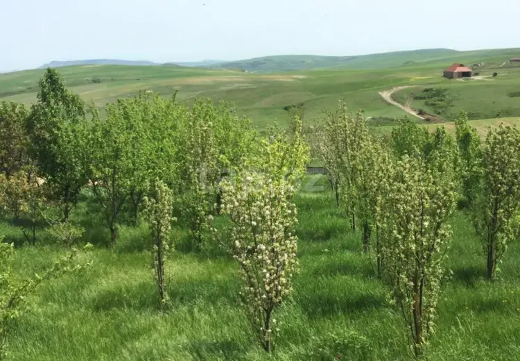3 otaqlı mənzil , Şamaxı