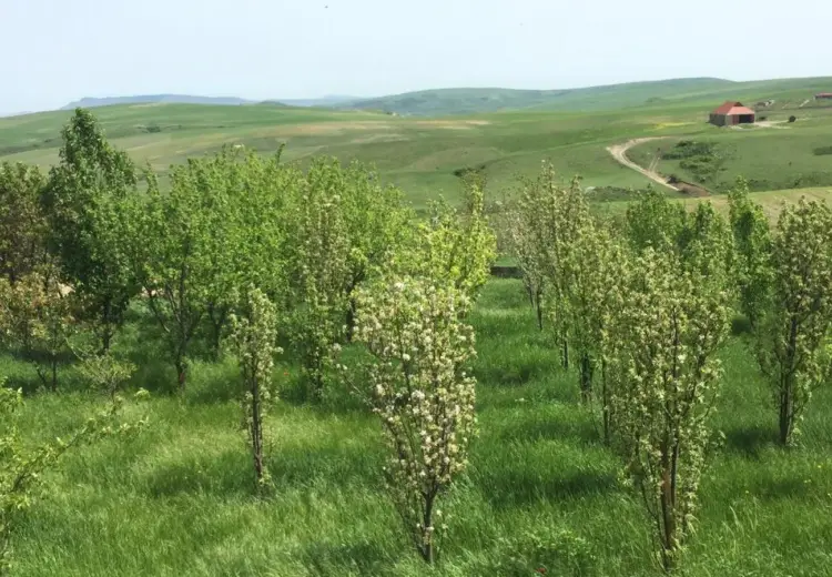 8 otaqlı mənzil Satılır, Şamaxı