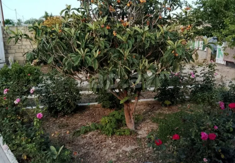 3 otaqlı mənzil , Sumqayıt
