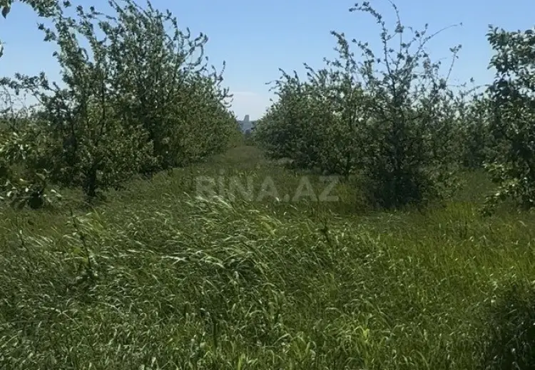 300 sot Torpaq Satılır, Qəbələ