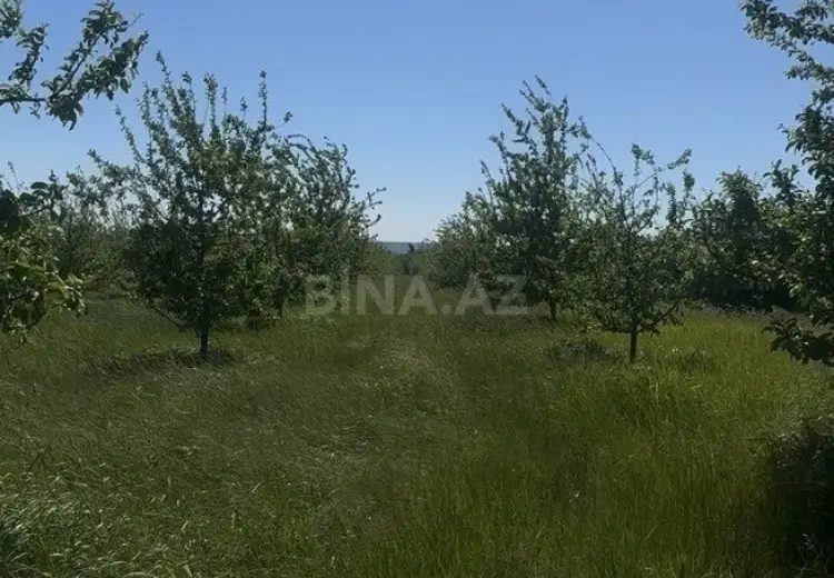 300 sot Torpaq Satılır, Qəbələ