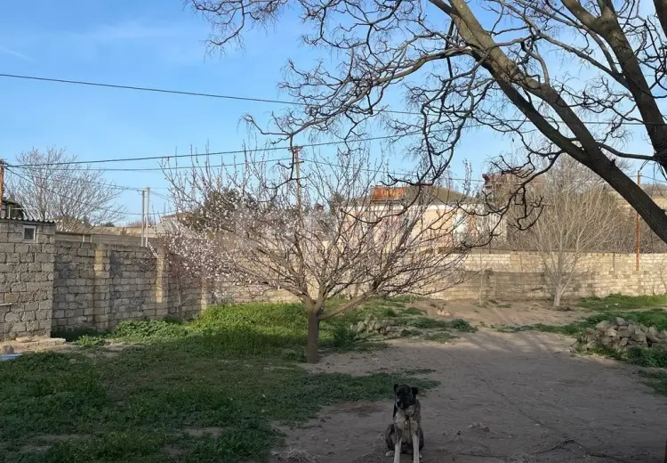 0 m² Obyekt / Ofis , Bilgəh qəs., Sabunçu, Bakı