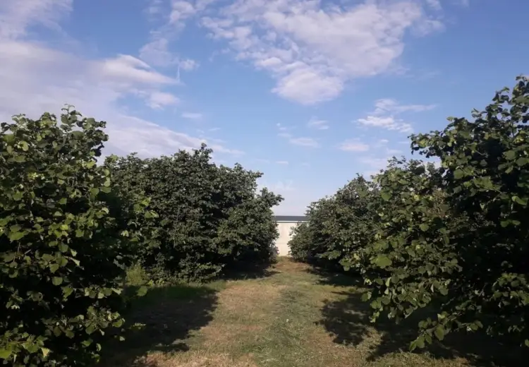 3 otaqlı mənzil Satılır, Qəbələ