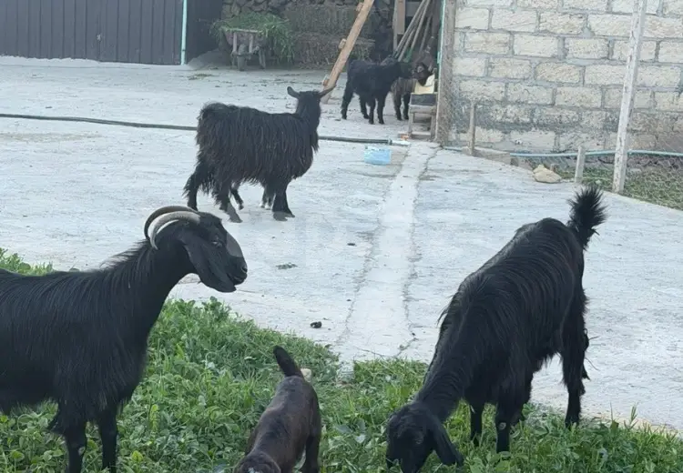 0 m² Obyekt / Ofis , Bakı