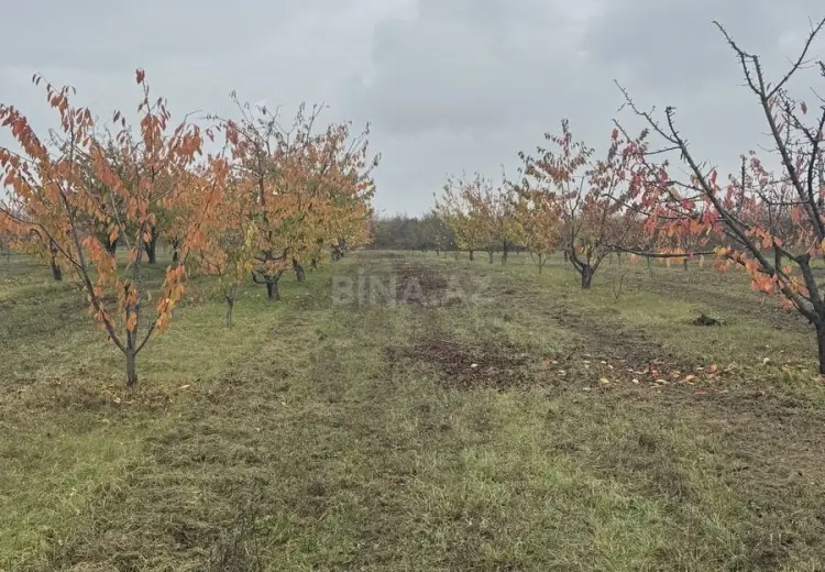 81 sot Torpaq Satılır, Quba