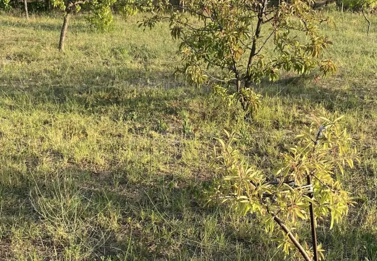 3 sot Torpaq Satılır, Goradil, Abşeron