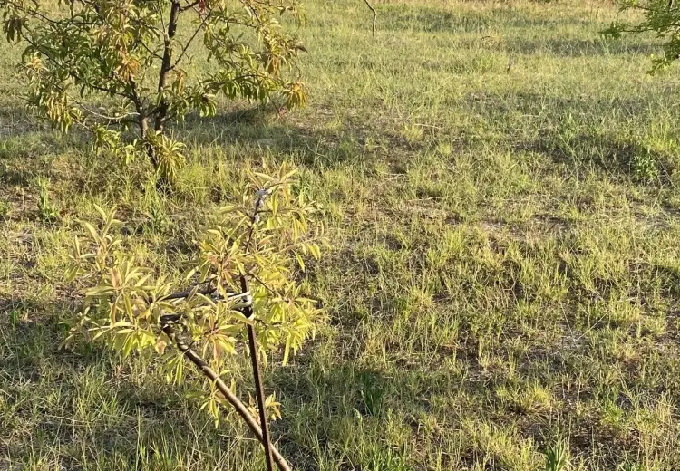 3 sot Torpaq Satılır, Goradil, Abşeron