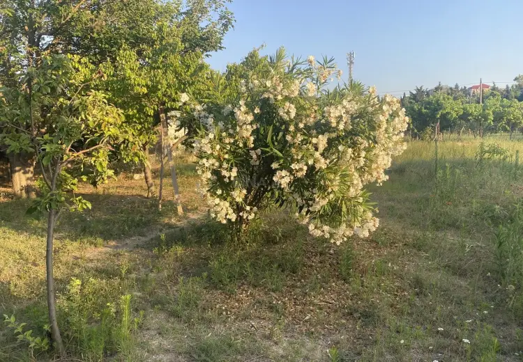 5 sot Torpaq Satılır, Goradil, Abşeron