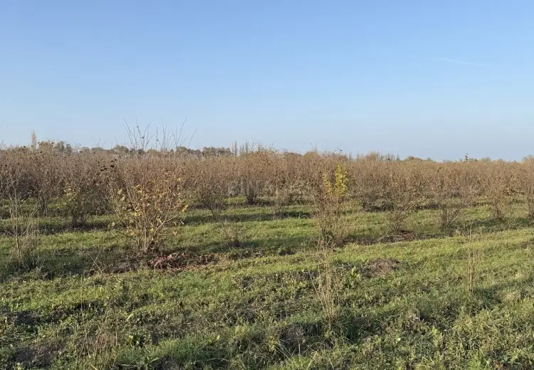 500 sot Torpaq Satılır, Şabran