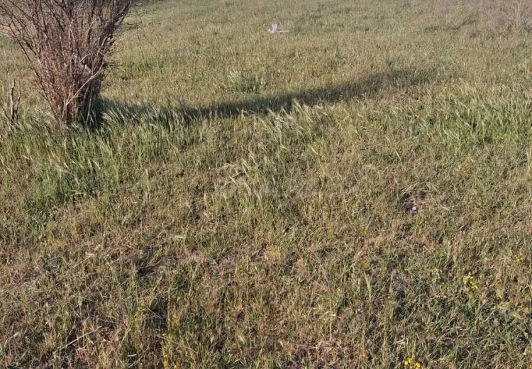 12 sot Torpaq Satılır, Nardaran qəs., Sabunçu, Bakı