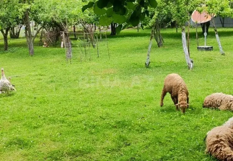 10 sot Torpaq Satılır, İsmayıllı