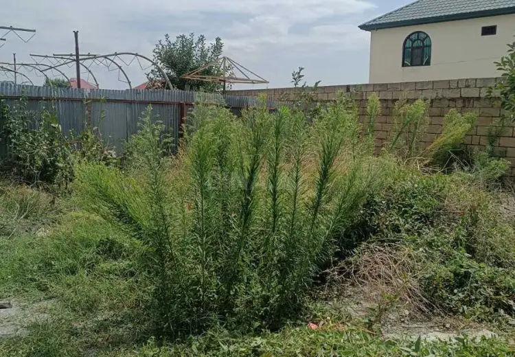 3 otaqlı mənzil Satılır, Qəbələ