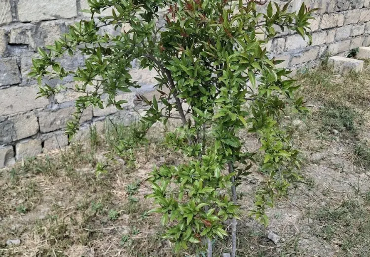 6 sot Torpaq Satılır, Sumqayıt