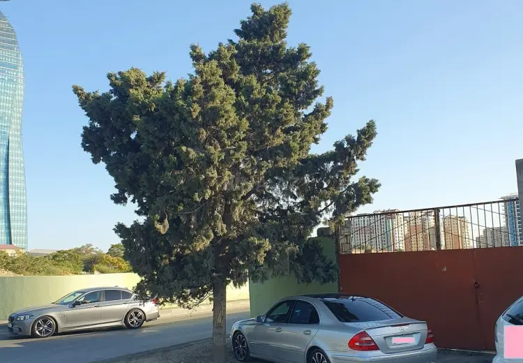 32 sot Torpaq Satılır, Nərimanov, Bakı