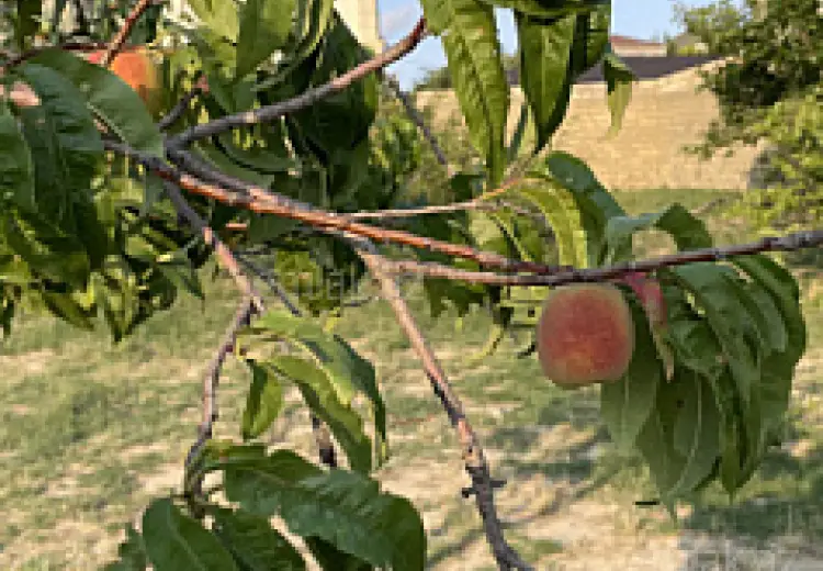 10 sot Torpaq Satılır, Saray, Abşeron