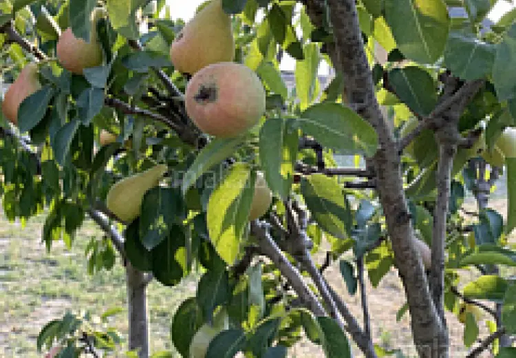 10 sot Torpaq Satılır, Saray, Abşeron
