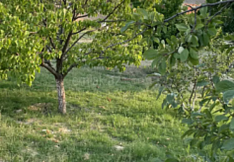 10 sot Torpaq Satılır, Saray, Abşeron