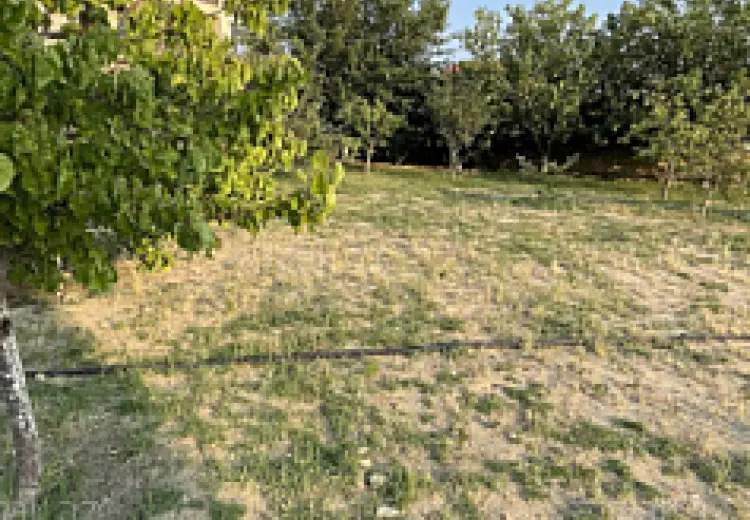 10 sot Torpaq Satılır, Saray, Abşeron