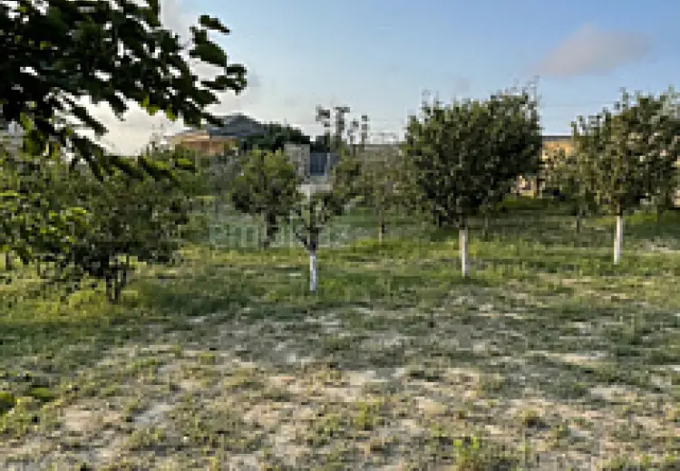 10 sot Torpaq Satılır, Saray, Abşeron