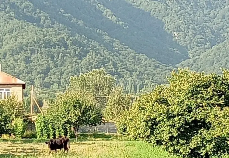 100 sot Torpaq Satılır, Qəbələ