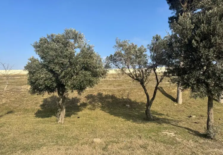 46 sot Torpaq Satılır, Abşeron