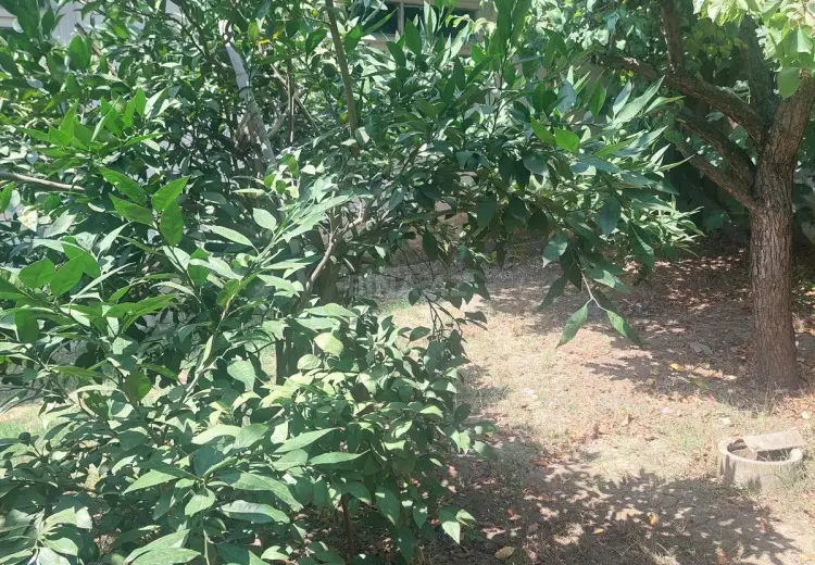 4 sot Torpaq Satılır, Masallı