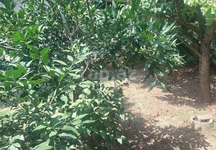 0 m² Obyekt / Ofis , Masallı