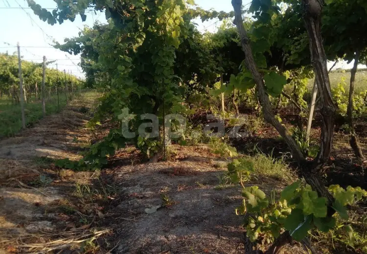 0 m² Obyekt / Ofis , Salyan