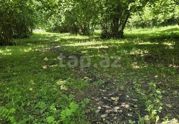 0 m² Obyekt / Ofis , Qəbələ
