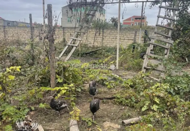 10 sot Torpaq Satılır, Novxanı, Abşeron