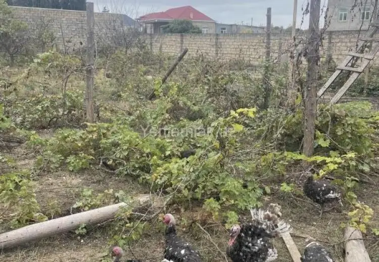 10 sot Torpaq Satılır, Novxanı, Abşeron