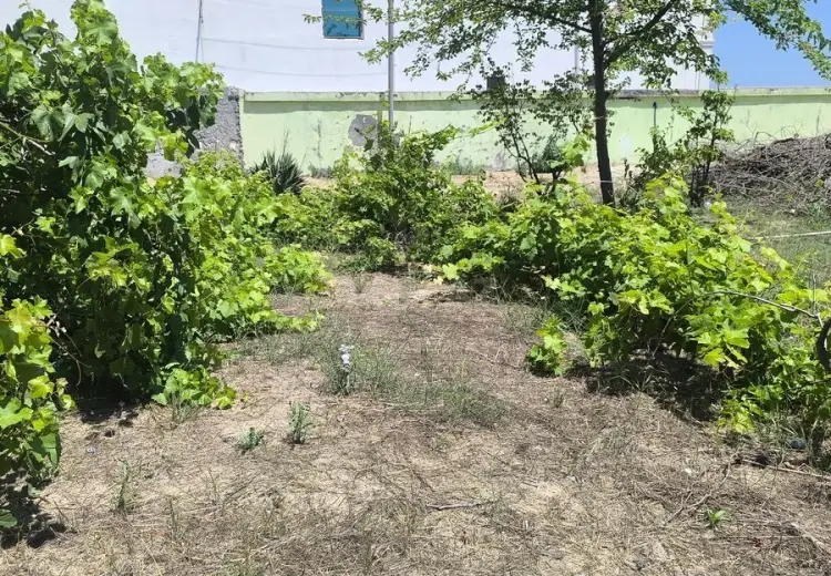 5.5 sot Torpaq Satılır, Goradil, Abşeron