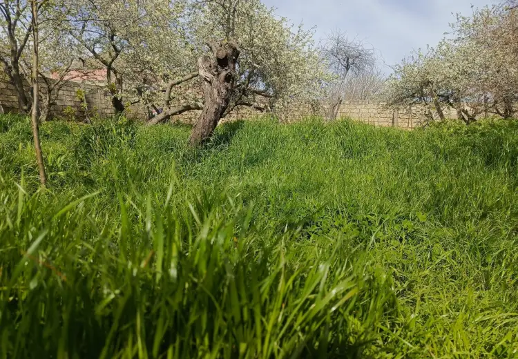 2 sot Torpaq Satılır, Bülbülə qəs., Suraxanı, Bakı