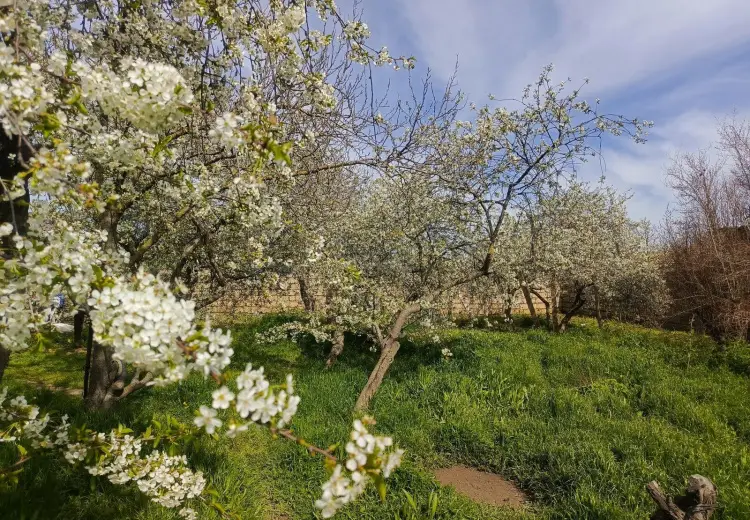 2 sot Torpaq Satılır, Bülbülə qəs., Suraxanı, Bakı