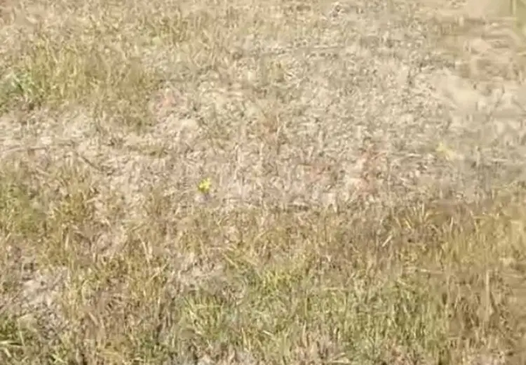 10 sot Torpaq Satılır, Novxanı, Abşeron