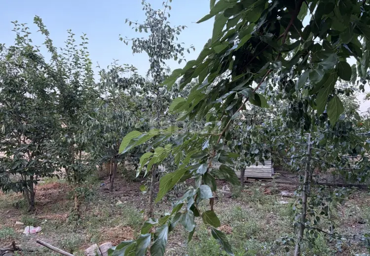 3 otaqlı mənzil , Gəncə