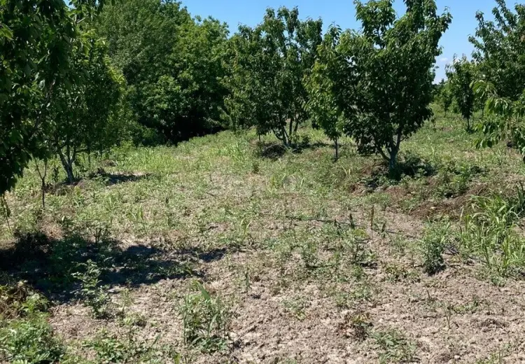 1.8 sot Torpaq Satılır, Xaçmaz