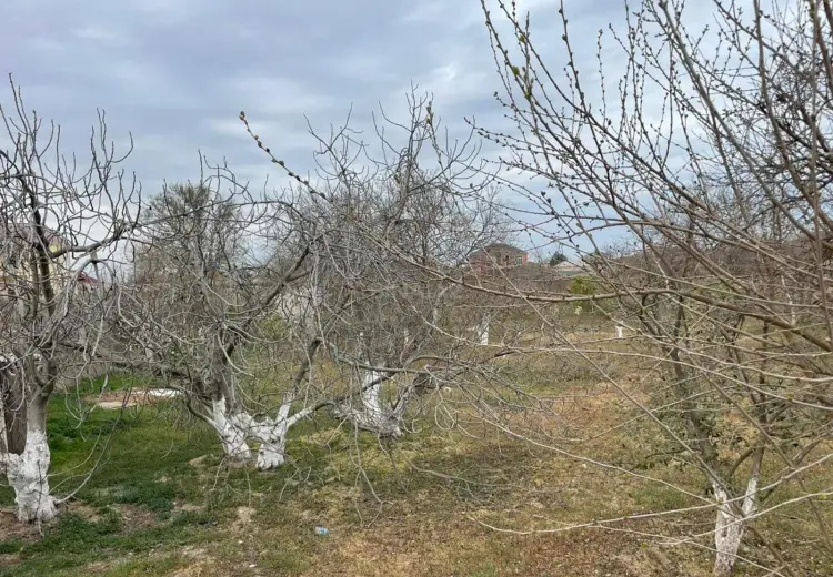 40 sot Torpaq Satılır, Masazır, Abşeron