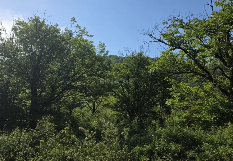 200 sot Torpaq Satılır, Qəbələ