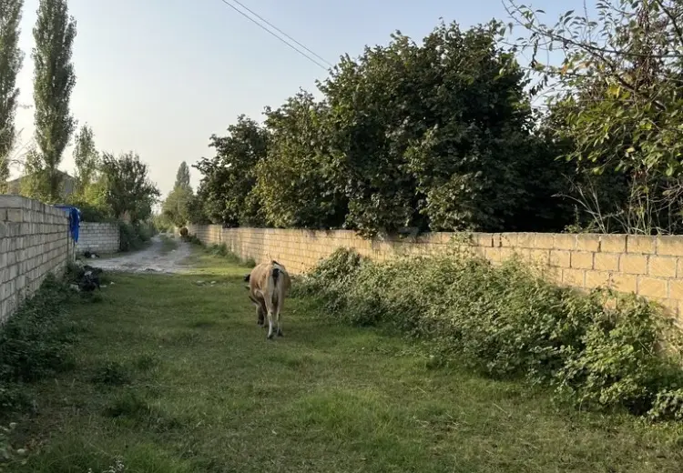 100 sot Torpaq Satılır, Qəbələ