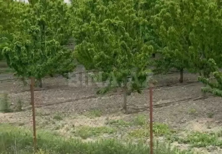 2000 sot Torpaq Satılır, Xaçmaz