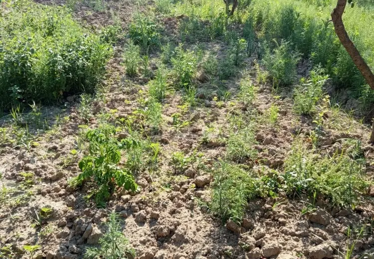 3 sot Torpaq Satılır, Sabunçu, Bakı