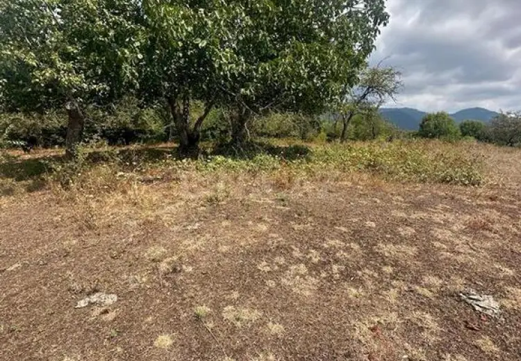 500 sot Torpaq Satılır, Qəbələ