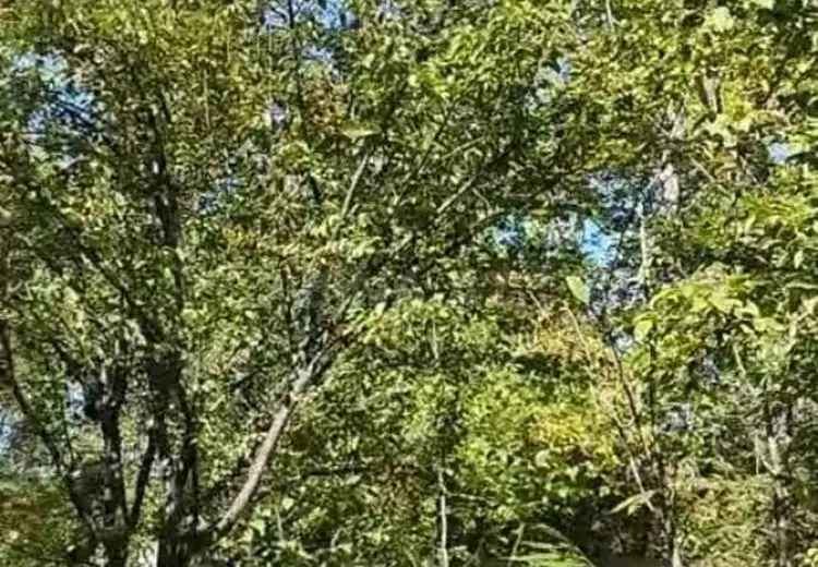 13 sot Torpaq Satılır, Qəbələ