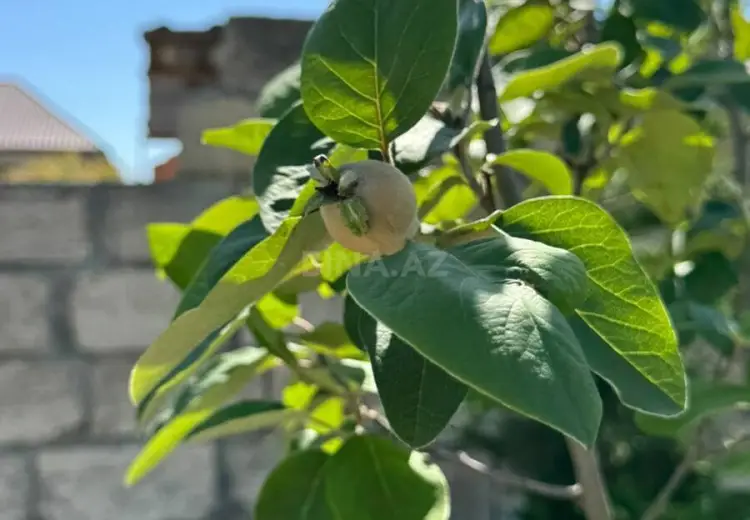 12 sot Torpaq Satılır, Nardaran qəs., Sabunçu, Bakı