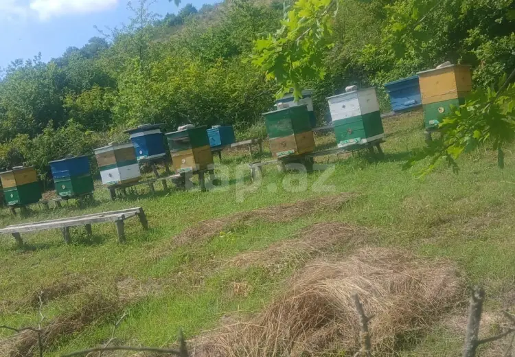 0 m² Obyekt / Ofis , İsmayıllı
