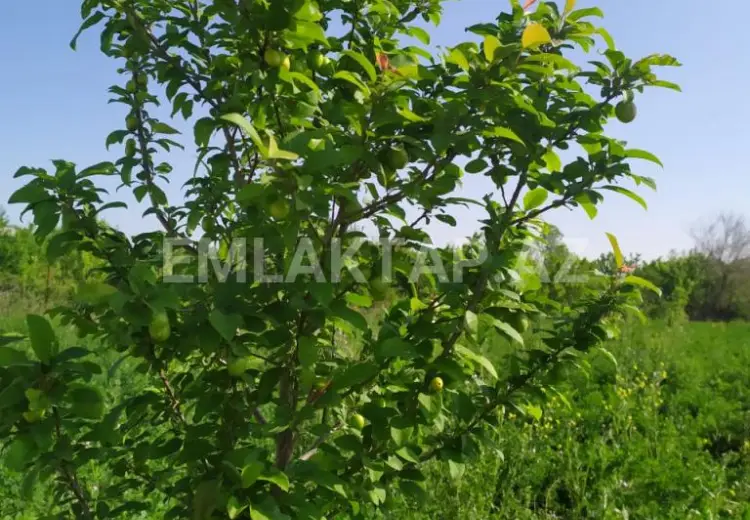 40 sot Torpaq Satılır, Tərtər